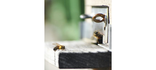 honey bee on landing board of hive entrance