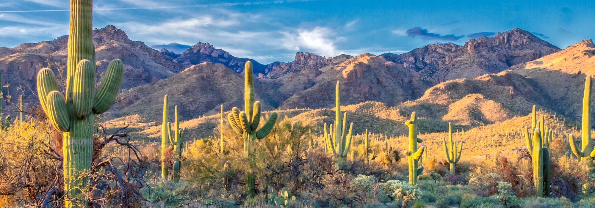 Saguaro National Park