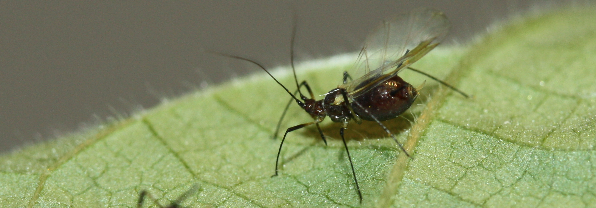 Uroleucon ambrosiae aphid