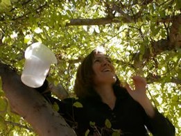 Nancy Moran collecting insects