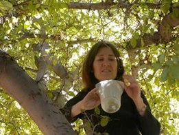Nancy moran inspecting collected insects