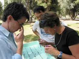 Alex, Kevin, and Atsushi collecting insects