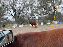 Cows around Eli at Driftwood