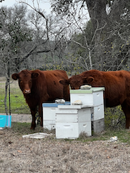 Driftwood bee hives and cows