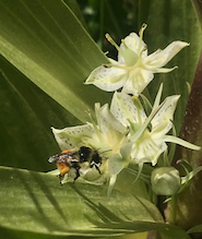 bumblebee in Colorado