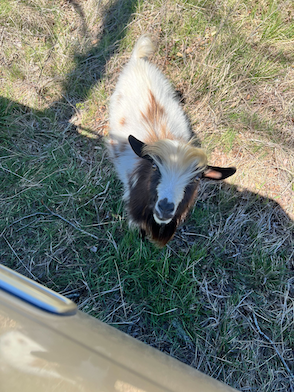Photo of goats in filed at Driftwood