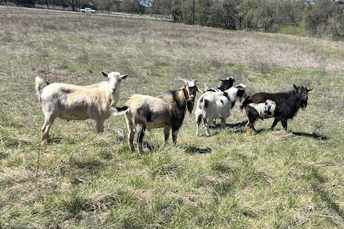 Photo of goats in field at Driftwood