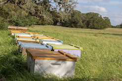 Driftwood hives lower site