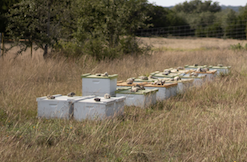 Driftwood hives upper site