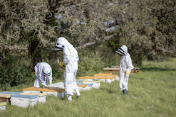 Worker bees from Moran lab