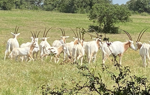 Photo of oryx at Driftwood