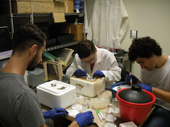 Erick, Kasie, and Zack mark bees