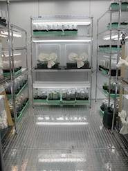 NMS walkin growth chamber