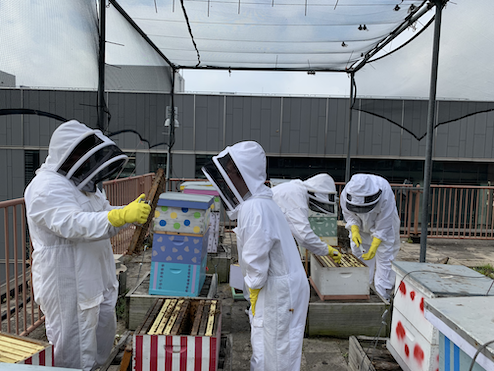 Photo of Barrick lab members inspecting hives