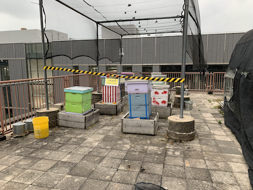 Photo of rooftop hives during eclipse