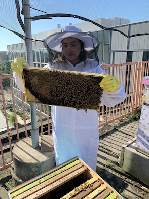 Photo of Hillary O. inspecting a bee hive