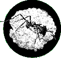 Mueller Lab Home Page