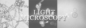 Images_Light_Image2.gif (28414 bytes)