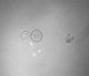 thm_wd_light wt nuclei mythramycin stain.jpg (3182 bytes)
