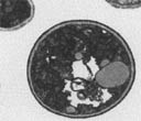 thm_wd_wdchs3 SEM 37C.jpg (11025 bytes)