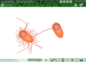 Microbiology Animations