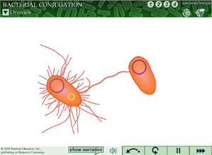 Microbiology Animations Microbiology Animations