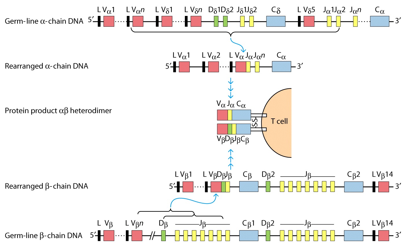 Gene rearrangement, deltachain tcell antigen receptor; TCell Antigen