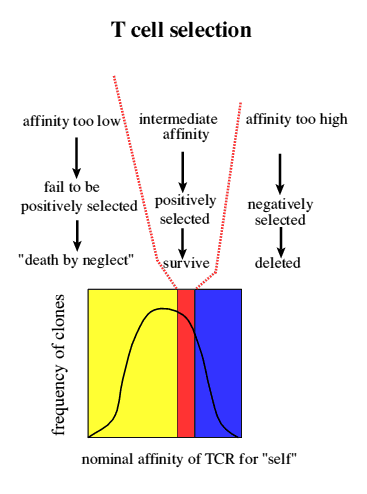 low and high affinity T cells die, intermediate affinity t cells survive