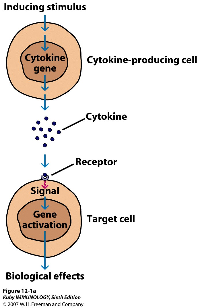 Properties Of Cytokines