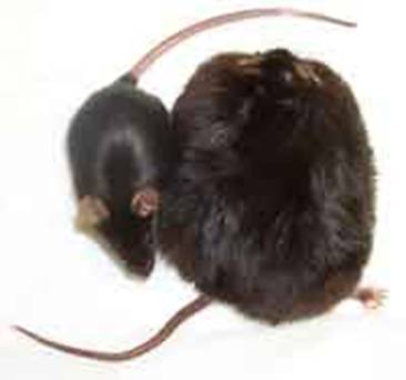 ob/ob mouse