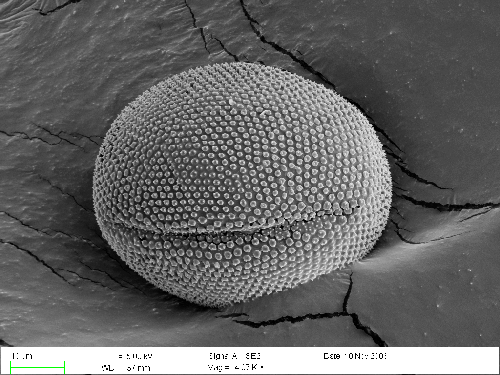 linum pollen