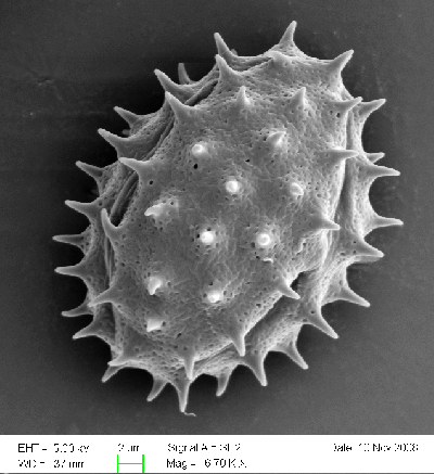 Pectis pollen