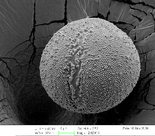 linum pollen