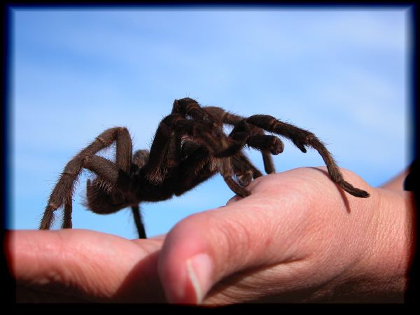 A tarantula in the hand...