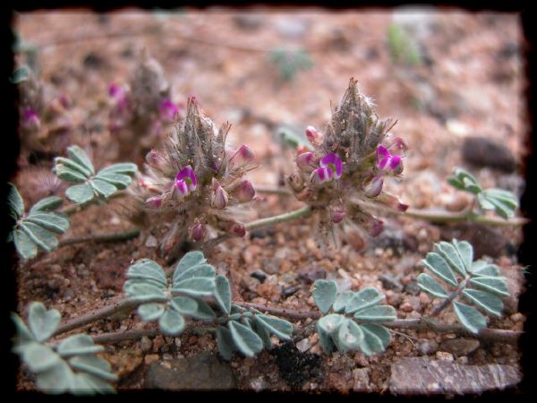 Dalea sp.