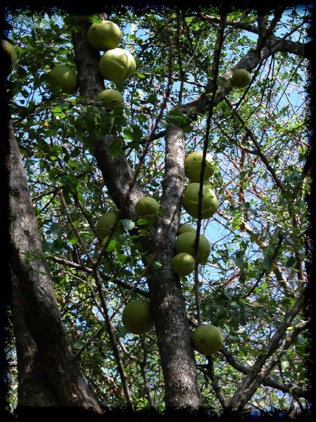 Bignone fruits