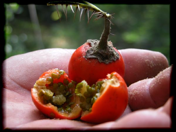 Solanum sp.?