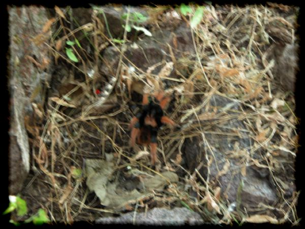 tarantula on the move