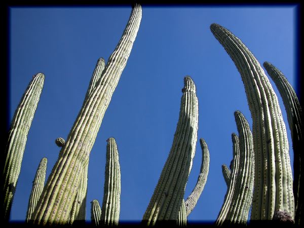 Pitahayal cactus forest, Sonora