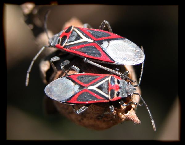 Lygaeidae twins