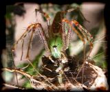 green spider