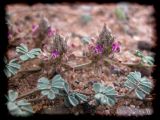 Dalea sp.