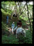 Botany by horseback