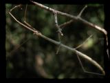 a branch hides next to a walking stick.