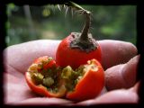 Solanum sp.?