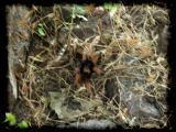 tarantula on the move