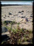 Pectis multiflosculosa spreads its way across the Mexican Pacific coast. Las Labradas, Sinaloa.