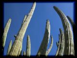 Pitahayal cactus forest, Sonora