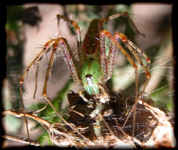 green spider