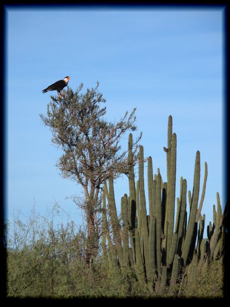 Caracara